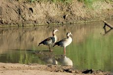 Nilgans (1 von 4).jpg